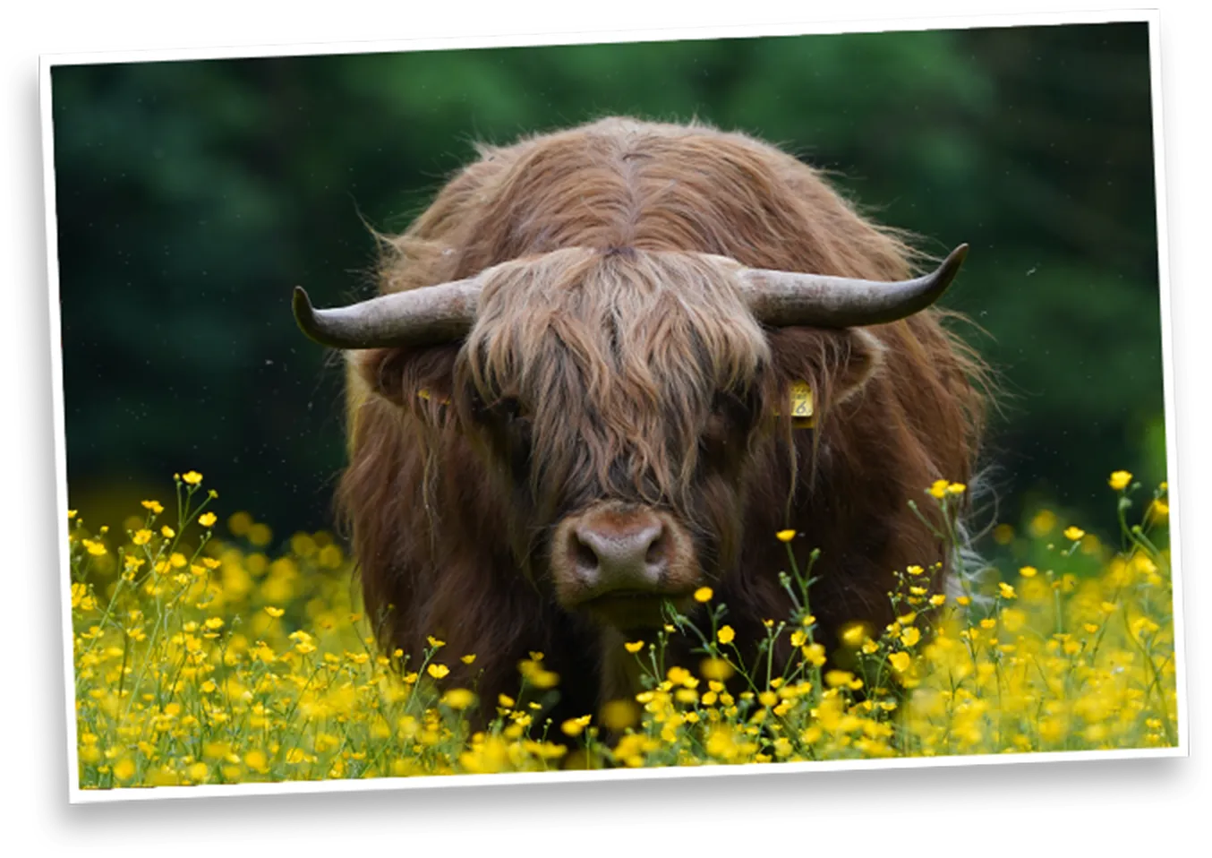 Schotse hooglander tussen gele bloemen