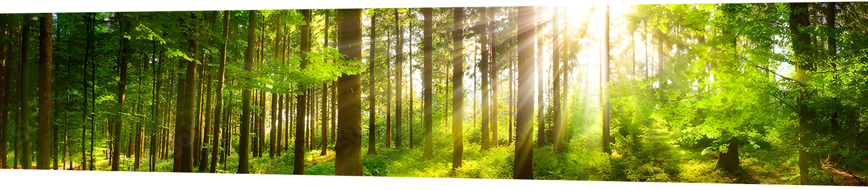 Zonlicht tussen hoge bomen in het bos