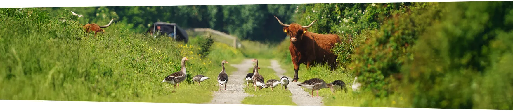 Schotse hooglander en grauwe ganzen op een pad in het Bos