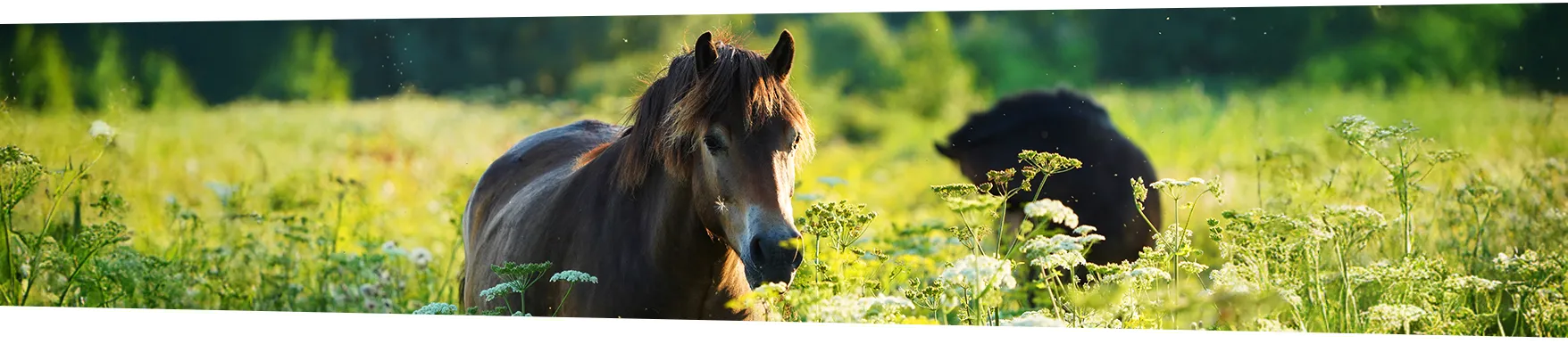 Pony's in het hoge gras