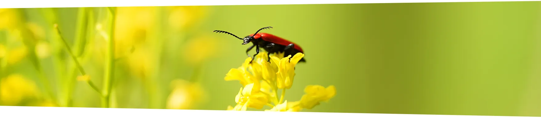 Rode kever op een gele bloem