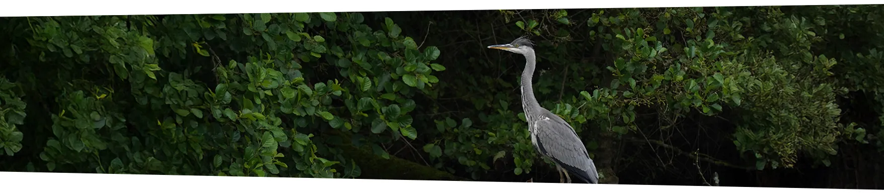 Blauwe reiger tussen het groen