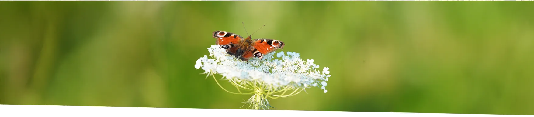 Dagpauwoog op een witte bloem